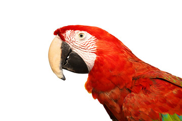 Portrait of amazon red macaw parrot on white background 
