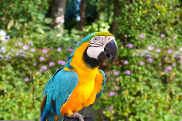 Blue and yellow macaw parrot in jungle.
