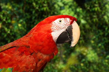 Portrait of red macaw parrot in jungle.