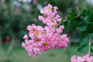 Crape myrtle flowers blooming in summer