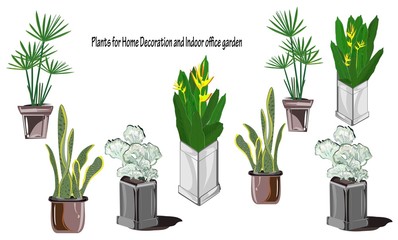 Set of plants in pots for home and garden decoration, indoor office, bamboo palm, heliconia, cactus, snake plant, vector illustration, line drawing