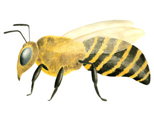 Watercolor honey bee. Hand drawn flying insect Apis isolated on white background. Element for design, decoration, scrapbooking, illustrations.