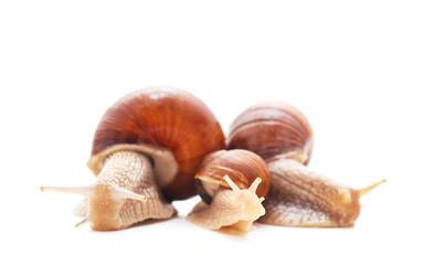 Thee beautiful snails.