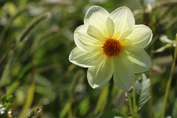 Fototapeta premium beautiful garden flowers