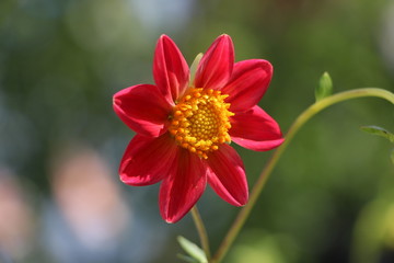 beautiful garden flowers