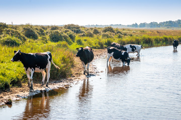 Free walking cows and standing in the water on the island Schiermonnikoog, an island  laying at the...