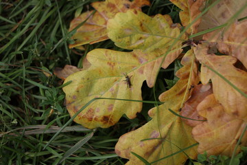 grasshopper on a leaf of oak