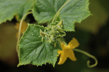 cucumber flowers, small cucumbers