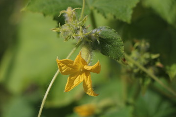 cucumber flowers, small cucumbers
