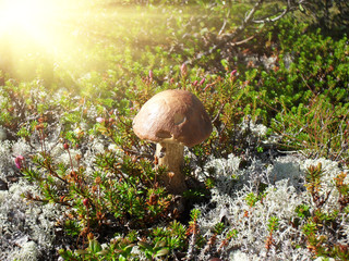 Leccinum holopus, commonly known as the white birch bolete, white bog bolete, or ghost bolete, grows among moss in the summer forest. Nature, food, outdoors and mushroom picking concept.