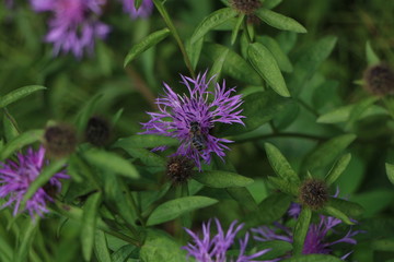 beautiful wildflowers, bees on flowers