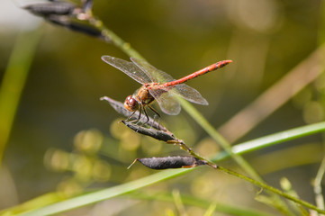 Dragonfly close up on leaf