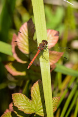 Wild dragonfly on leaf