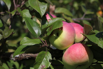 ripe apples on tree