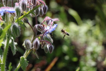 plant borage pharmacy