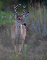 Naklejka na ściany i meble A wild White-tailed deer buck on an early morning with velvet antlers in summer in Canada