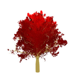 Red maple tree 2D rendering graphic picture isolated on white background. For decorating the garden and forest.