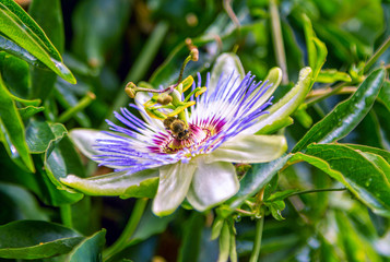 Closeup bee on blue passionflower. Beautiful blooming Passiflora caerulea flower, growing in the...