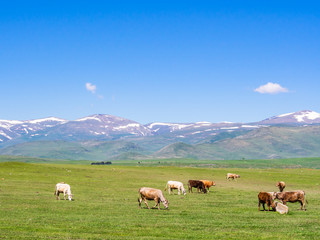 Fototapeta na wymiar Small group of cows pasturing on green uplands in Georgia