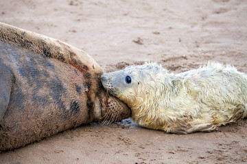 Fototapeta premium grey seal (halichoerus grypus) mother and puppy on the beach