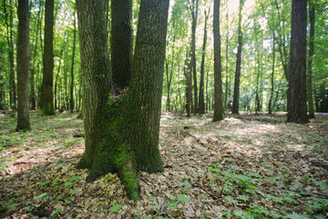 Beautiful trees root and bark in the forest nature landscape green grass