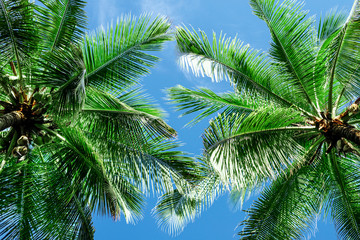 Obrazy na Szkle  Zielona palma na tle błękitnego nieba i białych chmur