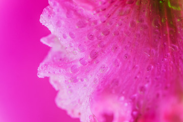 Vivid neon colored iris flower bud on multi colored background.