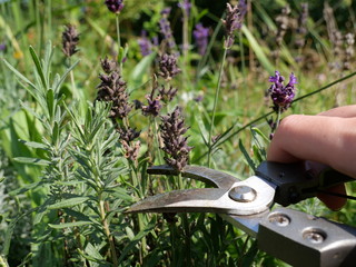 Lavendel schneiden im August