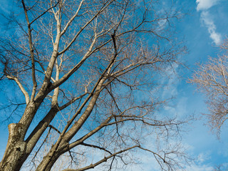 Fototapeta na wymiar Dry tree branch with blue sky on the background.