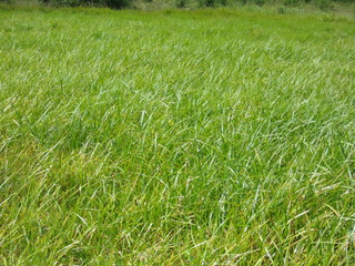 juicy grass. water meadows. Wallpaper