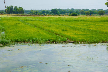 Terraced rice field in water season in India 