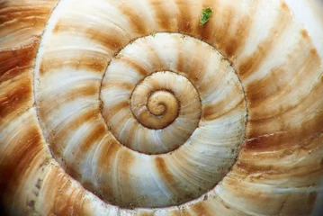 Foto auf Acrylglas Antireflex Macro shot of a snail shell. © Viktoriia