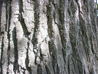 grey bark of old oak