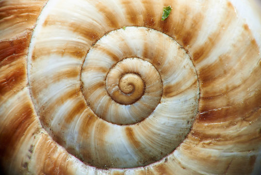 Macro shot of a snail shell.