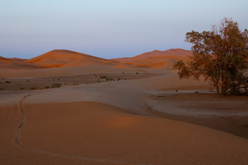 Fototapeta na wymiar Merzouga Morocco, desert landscape with vehicle tracks over sand dunes at dusk