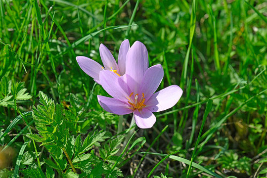 Herbstzeitlose / Herbst-Zeitlose (Colchicum autumnale) - autumn crocus, meadow saffron, naked lady
