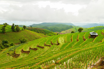 Fototapeta premium Rice terrace at Pa-pong-peang , Mae Chaem, Chaing Mai ,North Thailand..