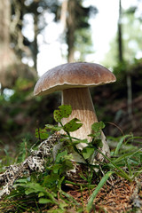 beautiful mushroom,  boletus edulis on the forest floor 