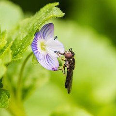 Wildflower Collector