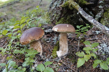 beautiful mushroom,  boletus edulis on the forest floor 