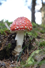 a beautiful and big fly agaric in the forest 