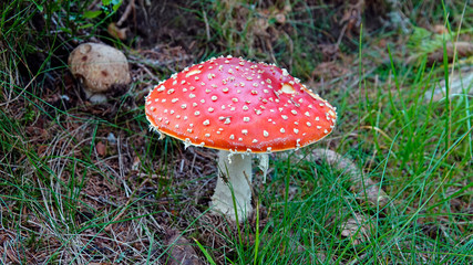a beautiful and big fly agaric in the forest 