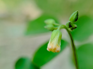Macrophotography - Insect and plant with blurry background