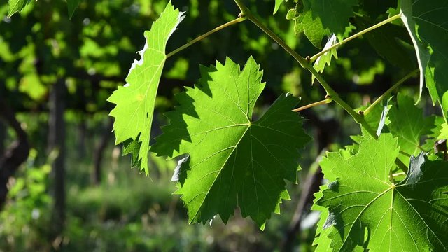 Rack focus on green vine leaves in a vineyards in chianti region in the countryside near Florence. Italy. Macro shot, 4K UHD Video.