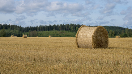 Haystacks on field. Autumn harvest.