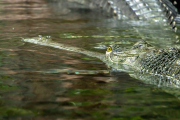 Head of Gavial Indian - Gavialis gangeticus floats on water