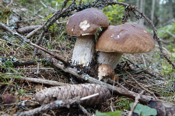 beautiful mushroom,  boletus edulis on the forest floor 