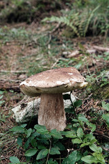 beautiful mushroom,  boletus edulis on the forest floor 