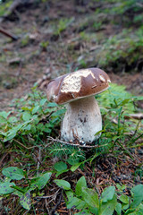 beautiful mushroom,  boletus edulis on the forest floor 