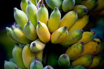 Green and yellow banana background